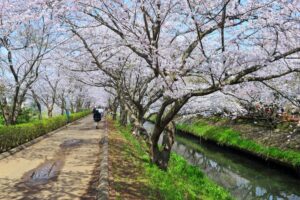 海老川ジョギングロードの桜が咲きはじめました！東船橋駅から徒歩20分の名所を紹介