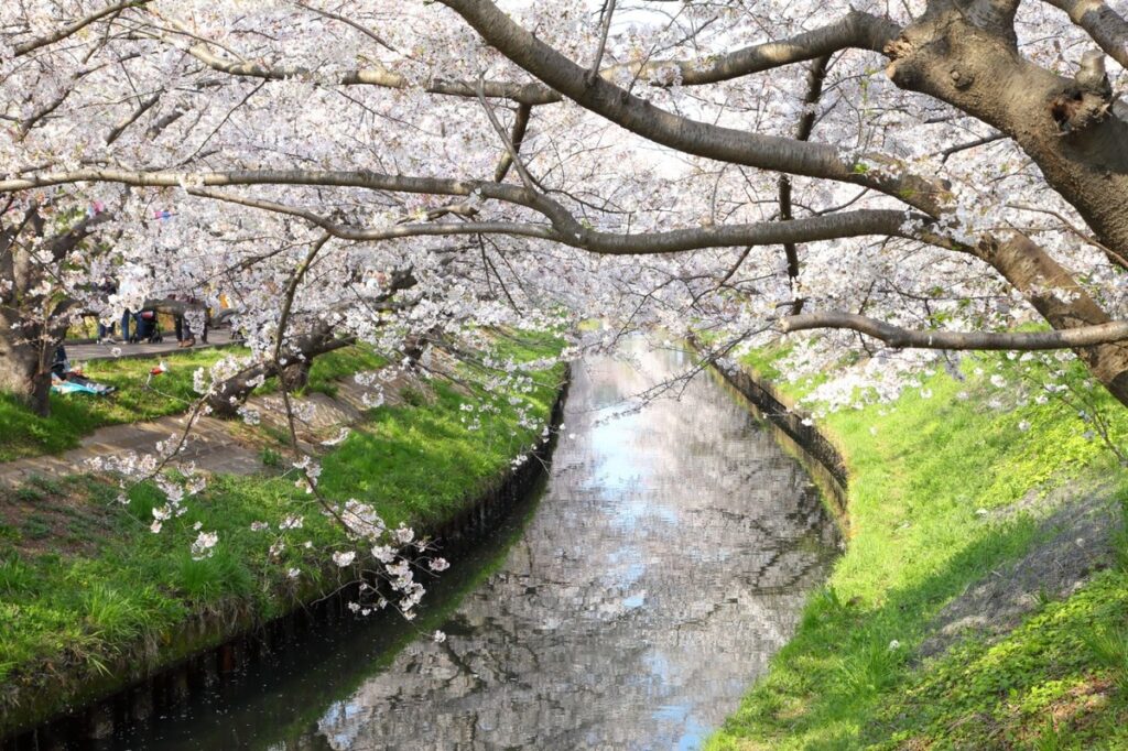 海老川ジョギングロードの楽しみ方①：圧巻の「桜のトンネル」