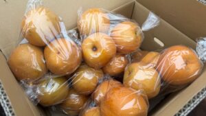 薬局のすぐ近くで見つけた、地元・船橋の旬の梨