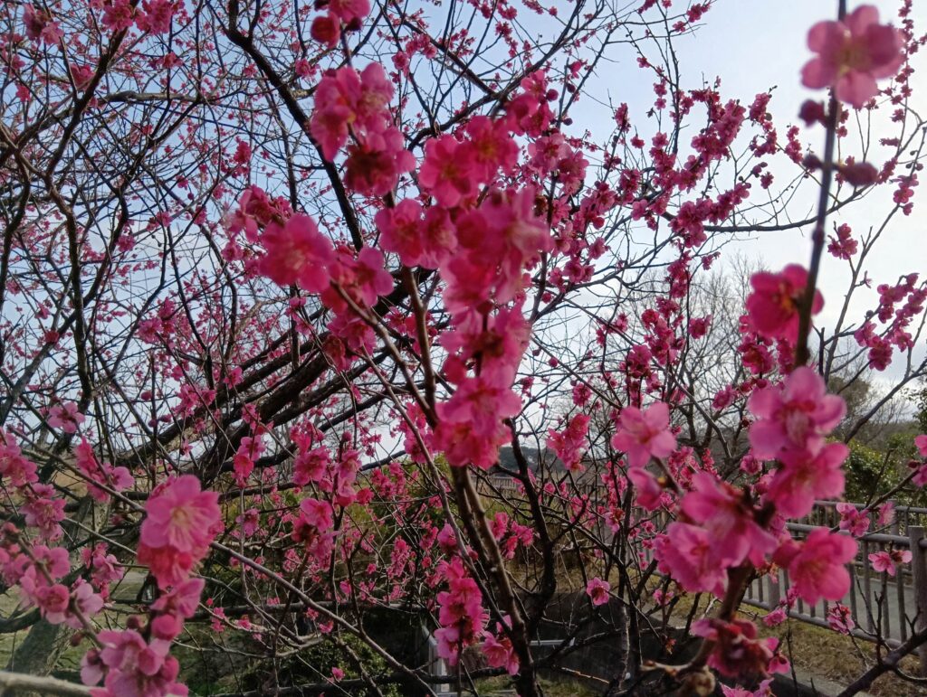 千葉市若葉区大宮町の都川水の里公園で満開を迎えた紅梅