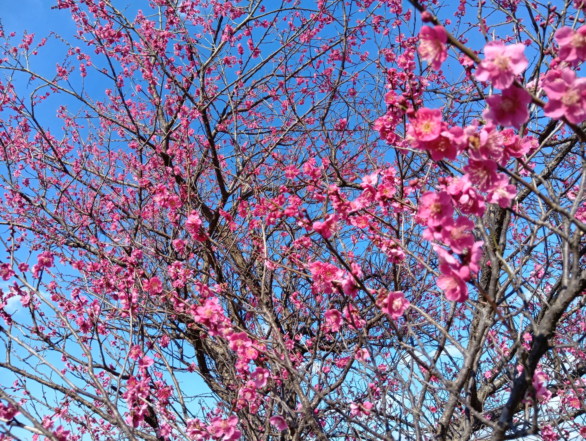 千葉市中央区星久喜｜三寒四温のなかで咲く紅梅（都川水の里公園）