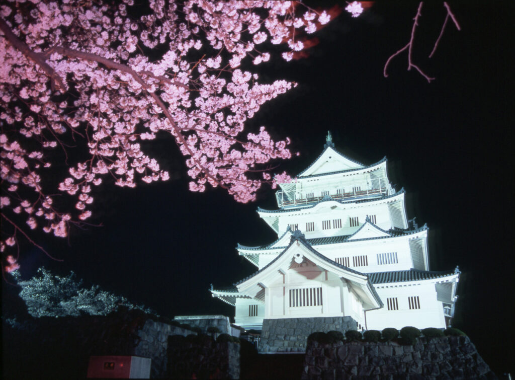 千葉城さくら祭りの見どころ3.幻想的な千葉城＆桜のライトアップ