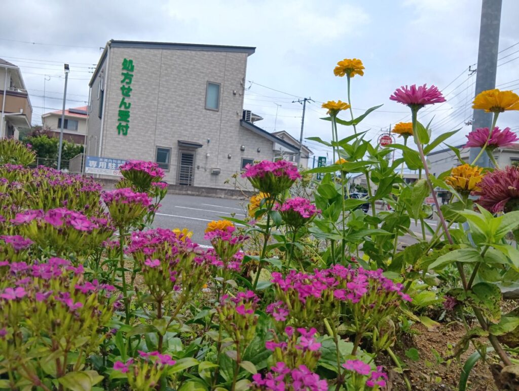 千葉市中央区のみずき薬局星久喜店周辺に咲く色とりどりの花