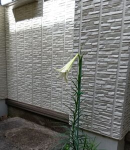 【市原市】どこから飛んできた？郵便受け下に咲いたど根性百合の花