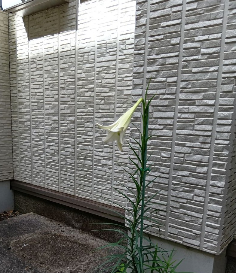 【市原市】どこから飛んできた？郵便受け下に咲いたど根性百合の花