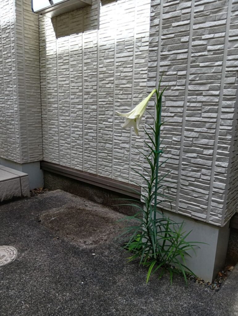 みずき薬局市原店の敷地内で綺麗に開花した白い百合の花