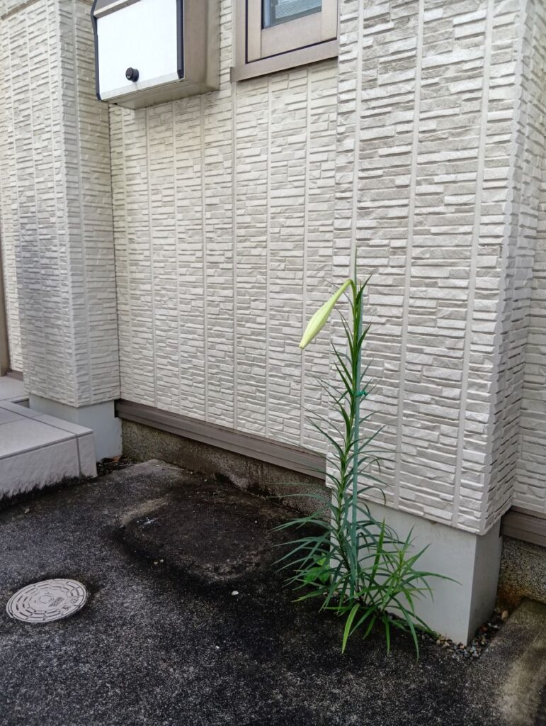 みずき薬局市原店の郵便受けの下、アスファルトのすき間から伸びた百合の蕾
