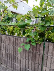 市原市辰巳台で小さい秋見つけた｜たわわに実るブドウ