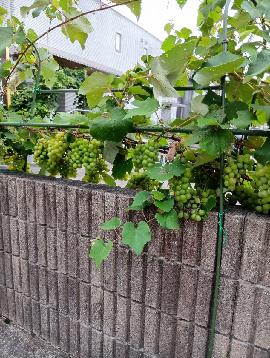 市原市辰巳台で小さい秋見つけた｜たわわに実るブドウ