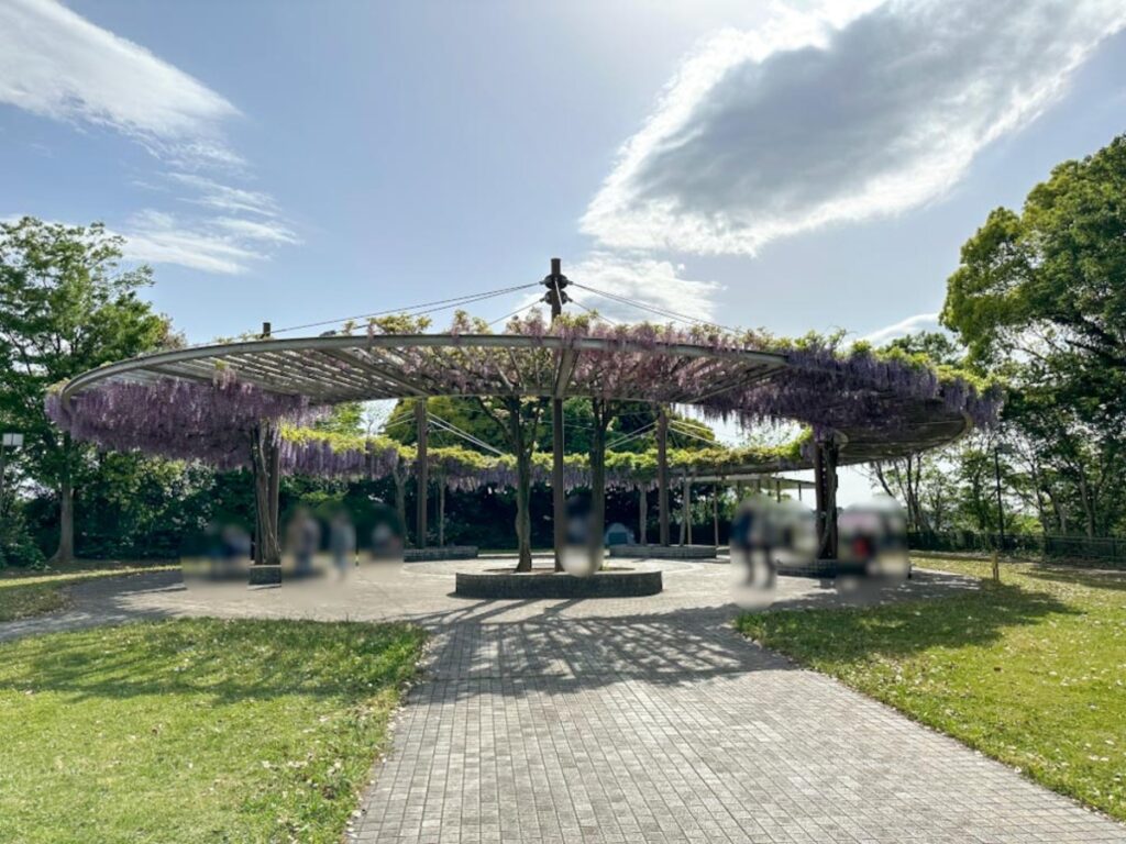 木下万葉公園の見どころ③:春に見頃を迎える「藤棚」