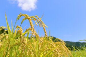 地元のお米を食べよう！北総台地のお米と栄養素のお話