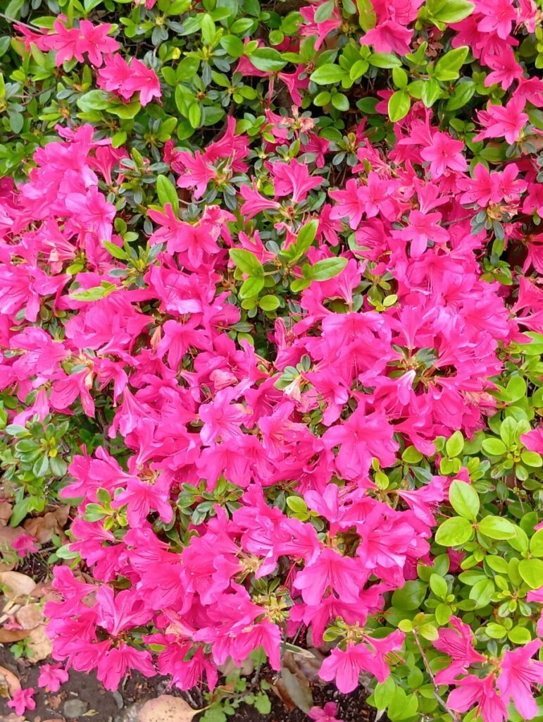 佐倉市の近くの施設で咲くピンク色のツツジの花2