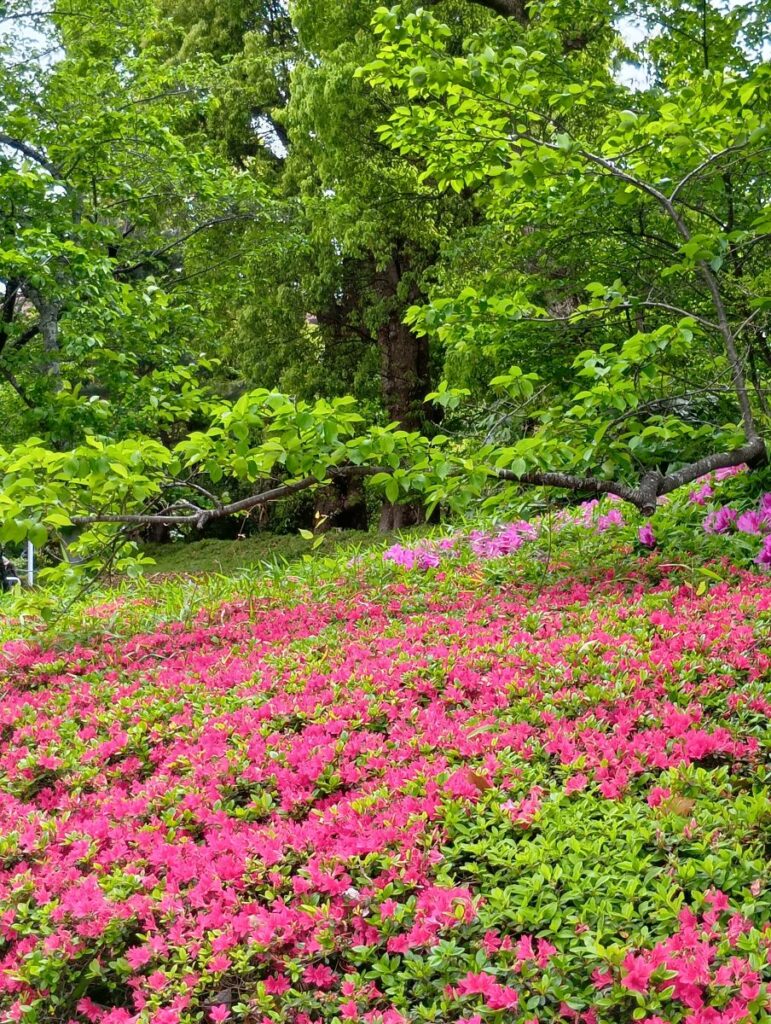佐倉市の近くの施設に広がるツツジの花