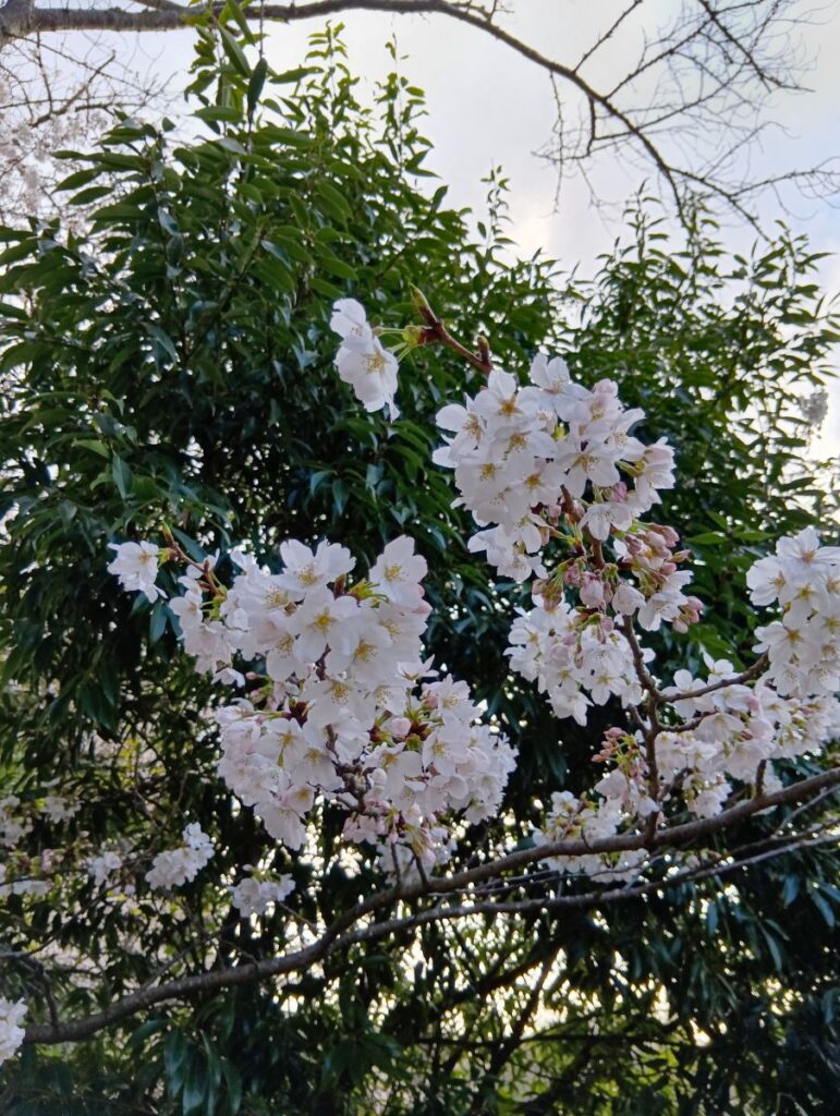 健栄鏑木薬局周辺で咲き始めた桜