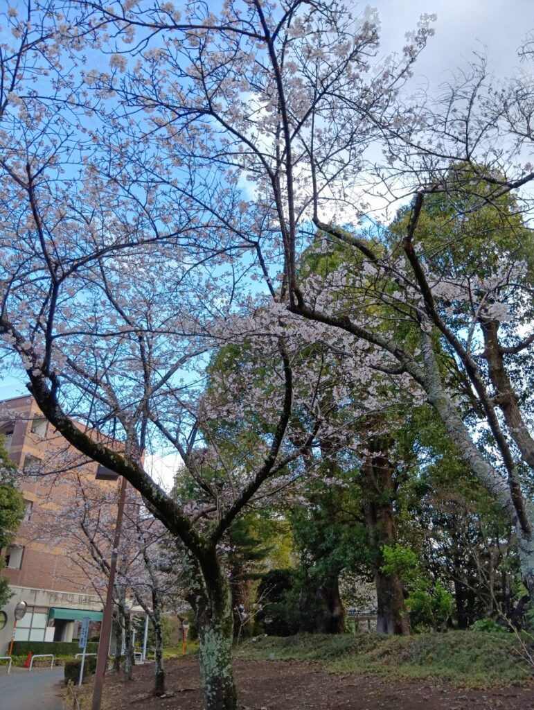 健栄鏑木薬局近くの桜の木 春の風景