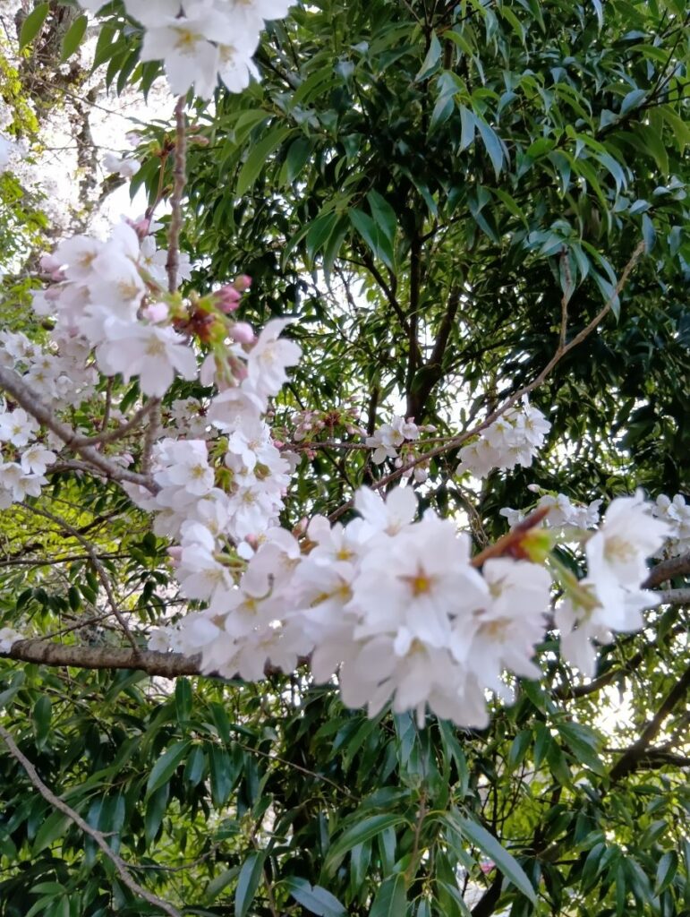 枝いっぱいに咲く桜の花 鏑木町の春