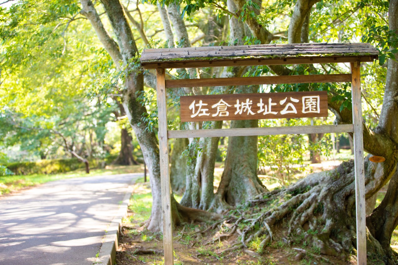 佐倉城址公園の花菖蒲を愛でよう！端午の節句「菖蒲湯」の効果も薬剤師が解説