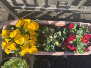 【佐倉市鏑木町】薬局のまわりに春が来ました｜桜と色とりどりの花の風景