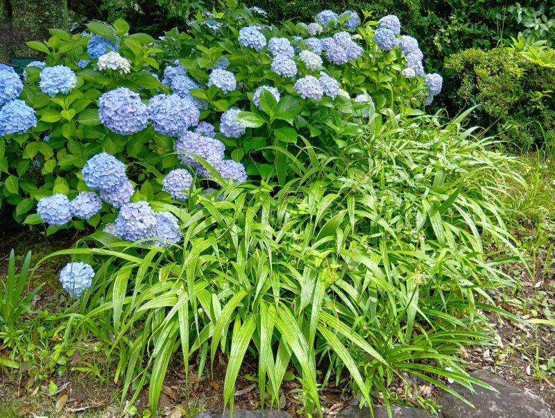 健栄鏑木薬局が参加した地域活動の日に咲いていた紫陽花