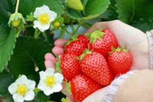 山万ユーカリファームでいちご狩り！薬剤師がいちごの栄養を解説