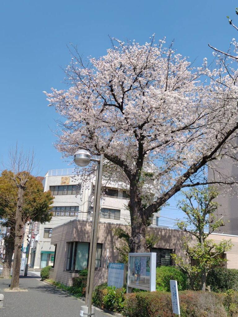 八千代市勝田台薬局の目の前にある勝田台市民文化プラザの桜
