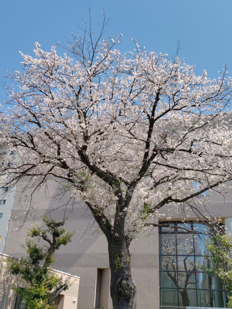 勝田台薬局の目の前にある桜の風景