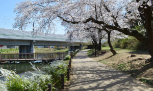 黒沢池近隣公園を満喫！薬剤師が教えるハッカ油の「天然虫よけスプレー」作り