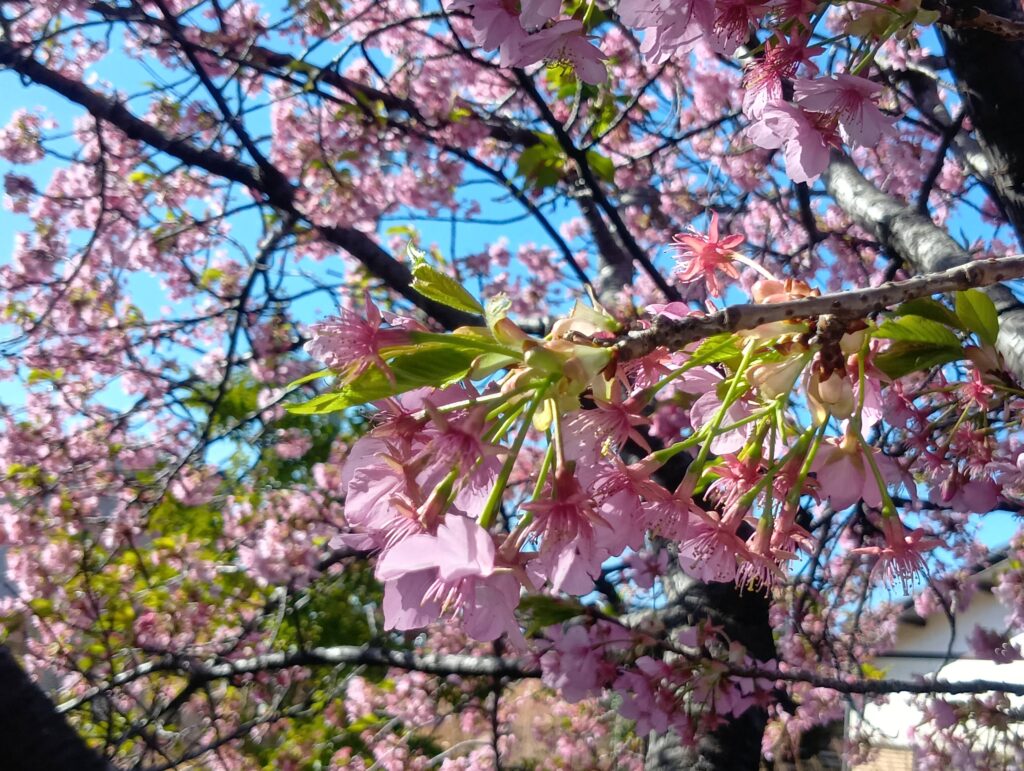 木更津で咲くカワズザクラの花のアップ
