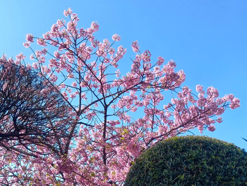 木更津の青空の下で咲くカワズザクラ