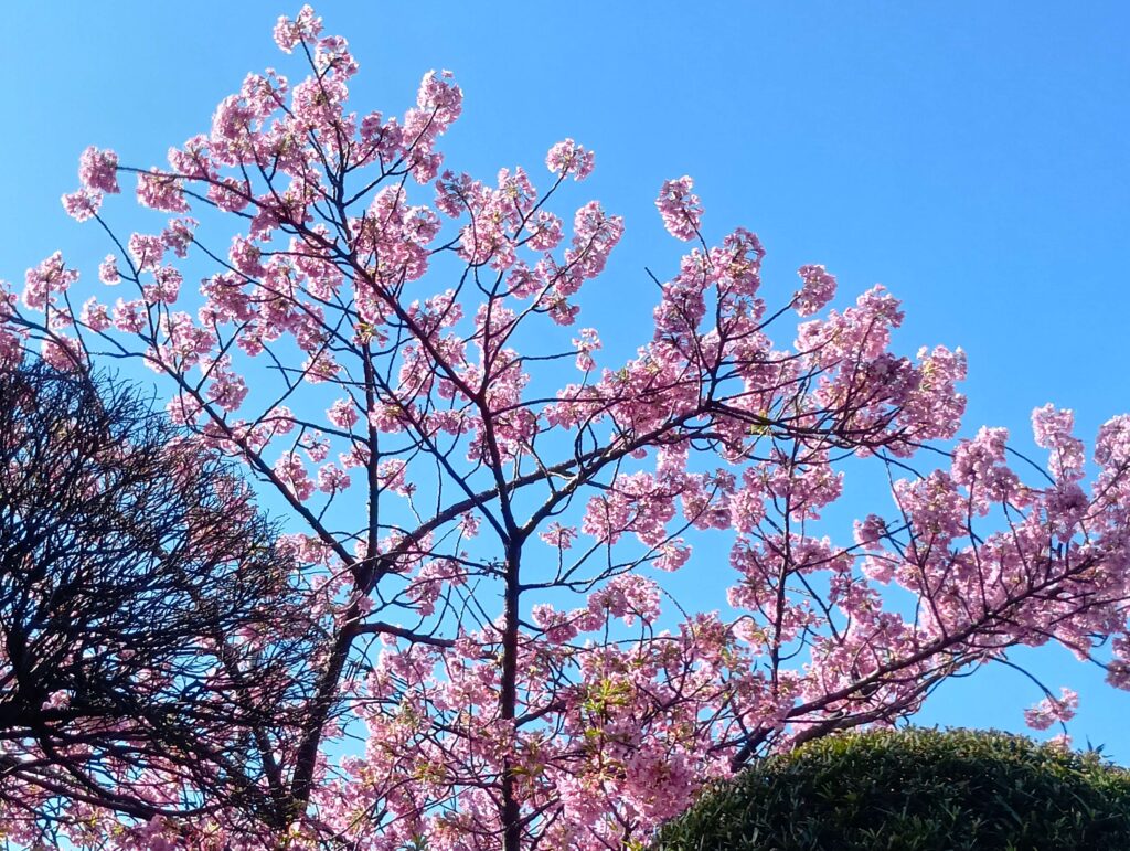 木更津の病院駐車場に咲くカワズザクラ