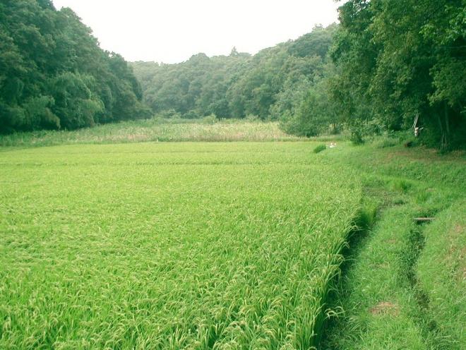 千葉市若葉区「大草谷津田いきものの里」で肌トラブルを防ぐ！薬剤師が教える対策