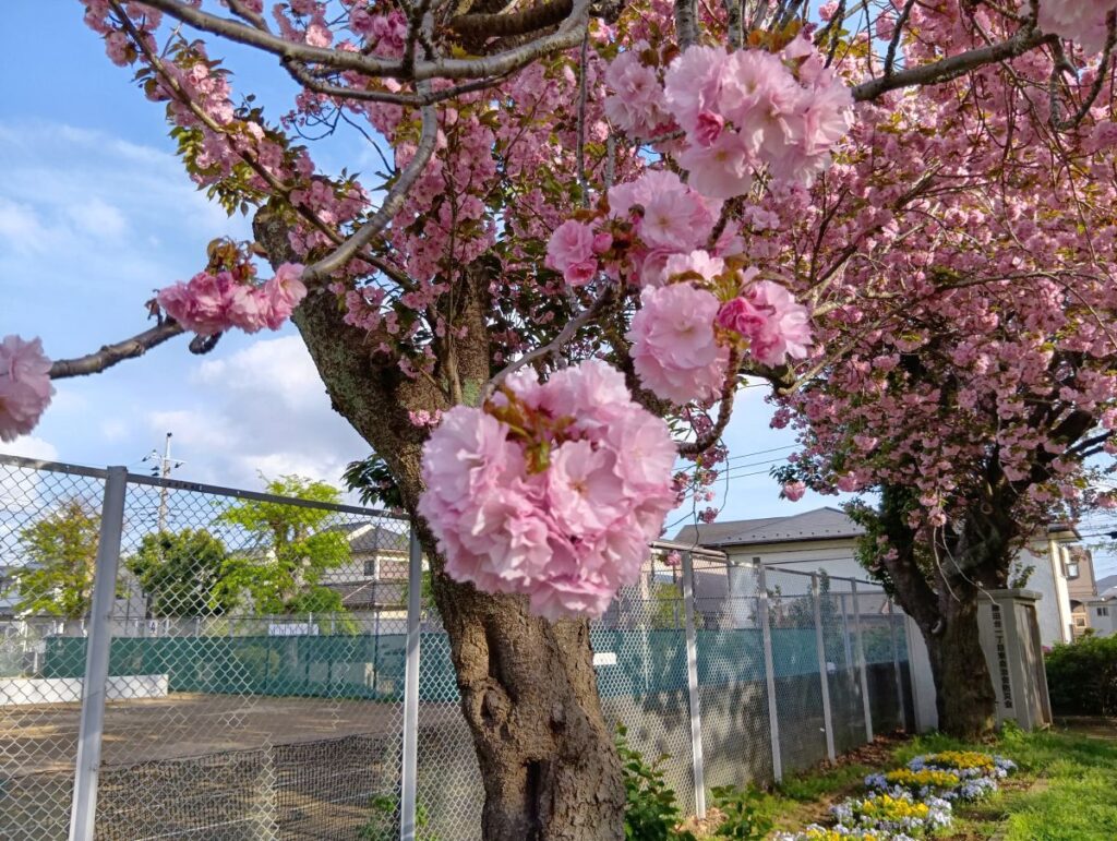 八重桜の花が重なって咲く様子（近距離）