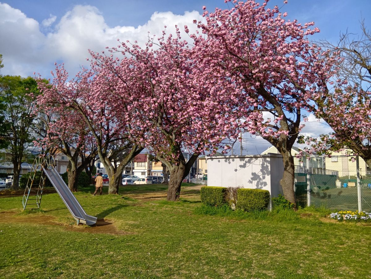 【八千代市・勝田台】八重桜が満開です｜休憩時間に見つけた春の景色