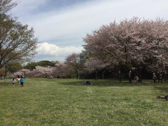 屋敷近隣公園の魅力①:3〜4月は満開の桜が楽しめる!