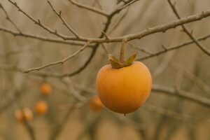 患者様よりいただいた「名残の秋」の贈り物｜お肌に嬉しい栄養と薬の飲み合わせについて