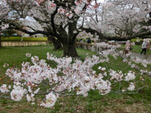 佐倉城址公園の桜の見ごろは？花見シーズンの花粉症対策についてもご案内