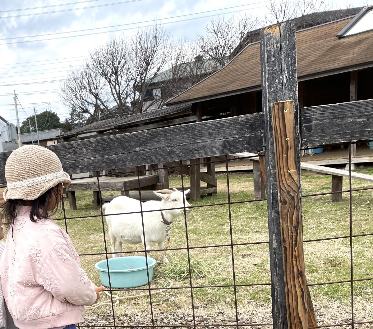【佐倉市】ヤギとふれあい・池の鯉に癒やしのひととき｜春のお出かけと健康管理のポイント