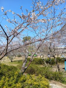 【香取市・佐原】歩道の桜が咲き始めました｜春の訪れを感じる季節ですね
