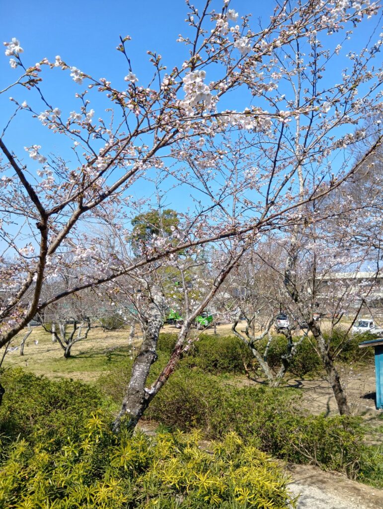 健栄さわら薬局近くで咲き始めた桜と青空