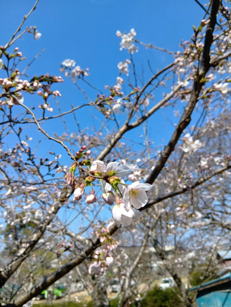 青空を背景に咲き始めた桜の花のアップ(香取市さわら周辺）