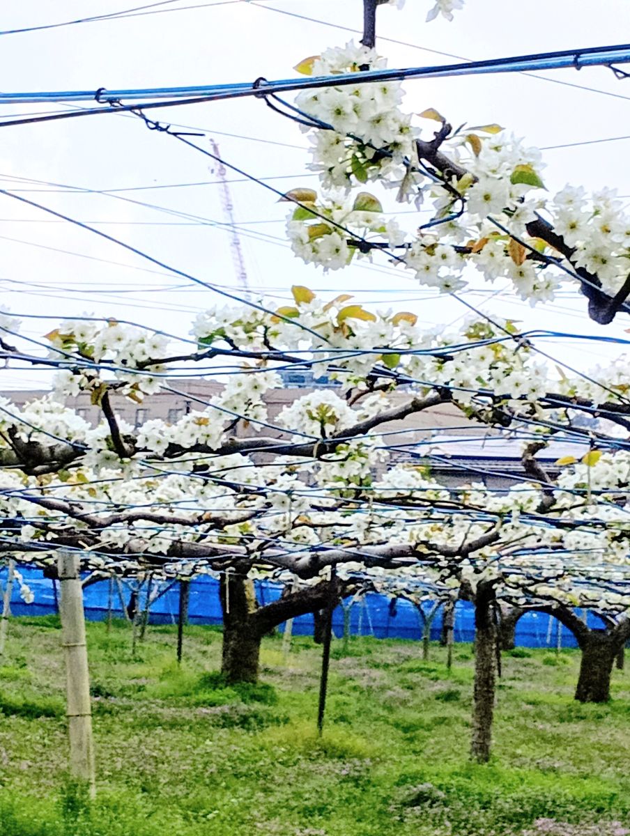 【白井市】梨の花が満開です｜夏の楽しみへつながる春の風景