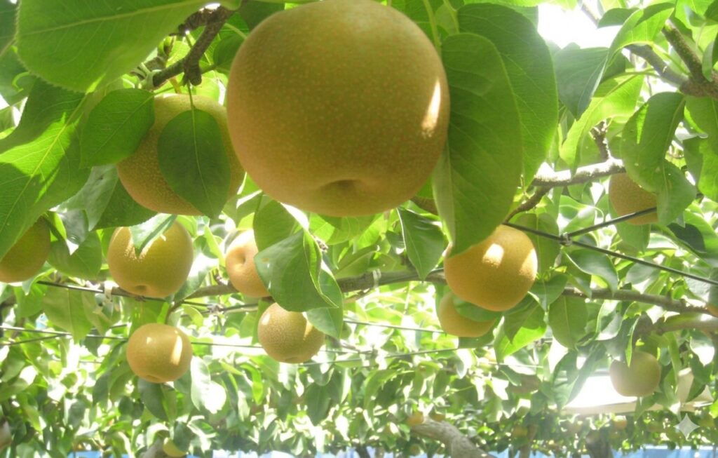 夏に実る梨の様子