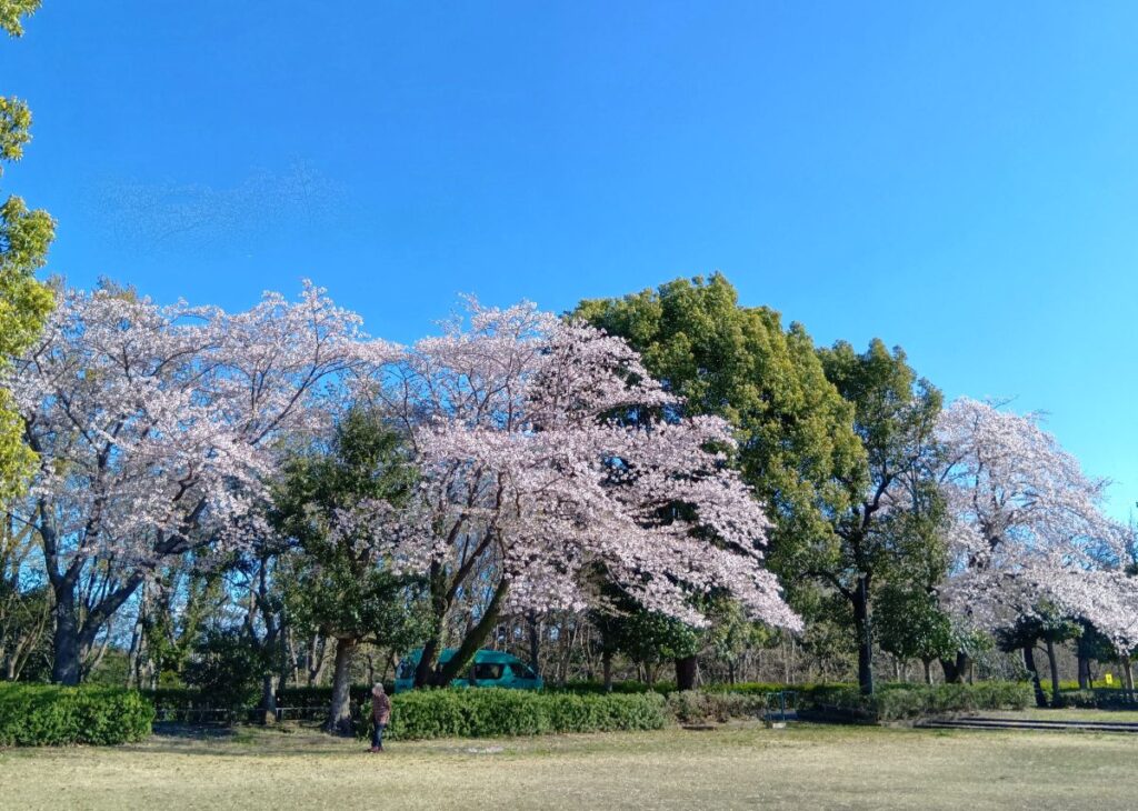 白井市北ノ下児童公園の満開の桜
