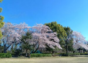 【白井市】北ノ下児童公園の桜が満開｜ご近所さんが集う春のひととき