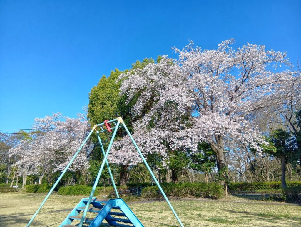  北ノ下児童公園の遊具と満開の桜
