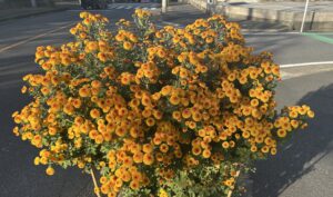 4か月共に季節を超えて｜薬局前の菊が満開になりました