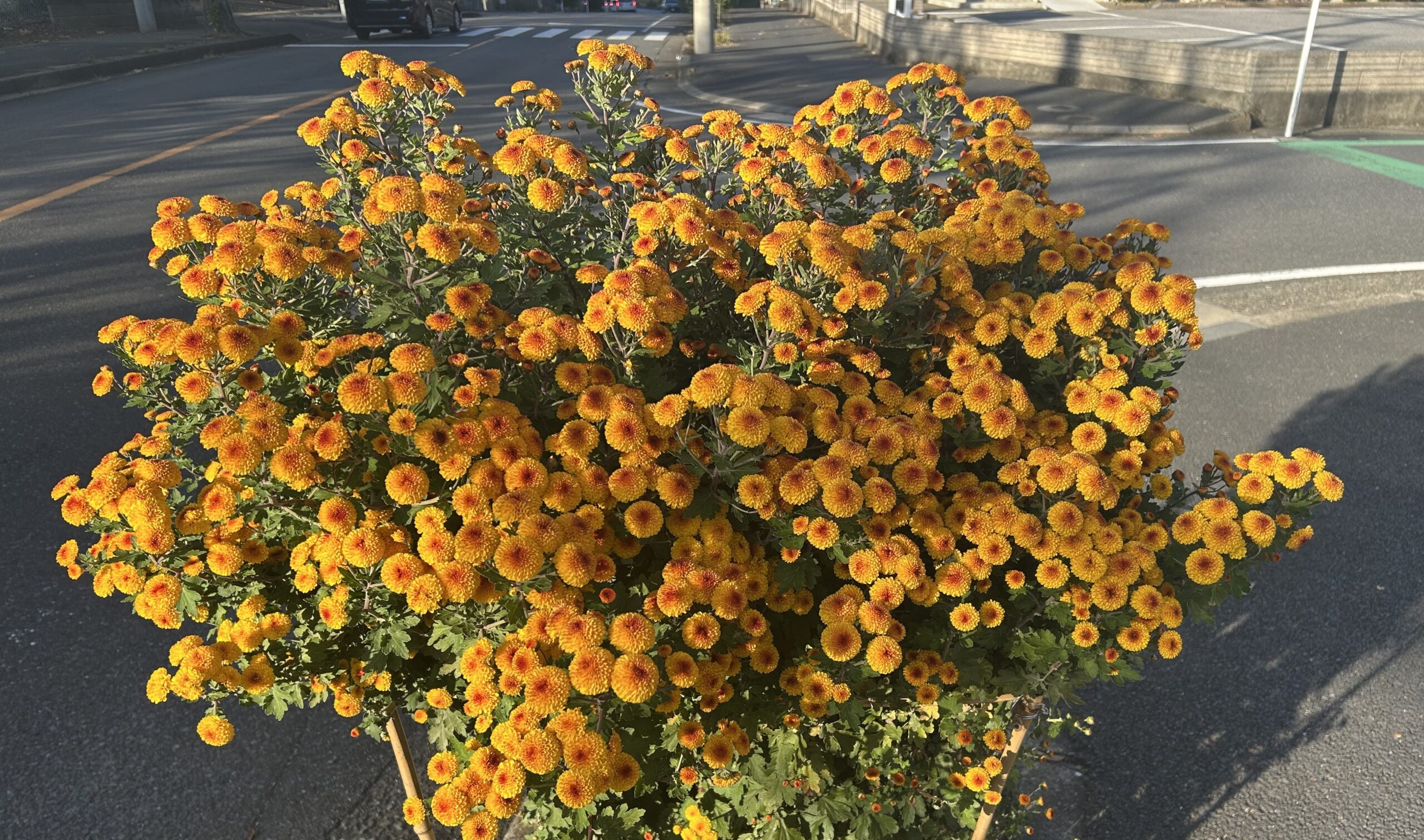 4か月共に季節を超えて｜薬局前の菊が満開になりました