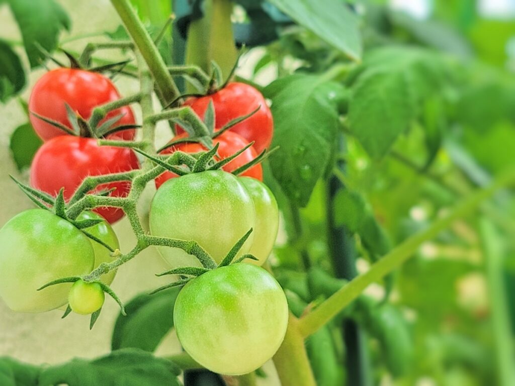 トマト栄養の代表格、リコピンとは