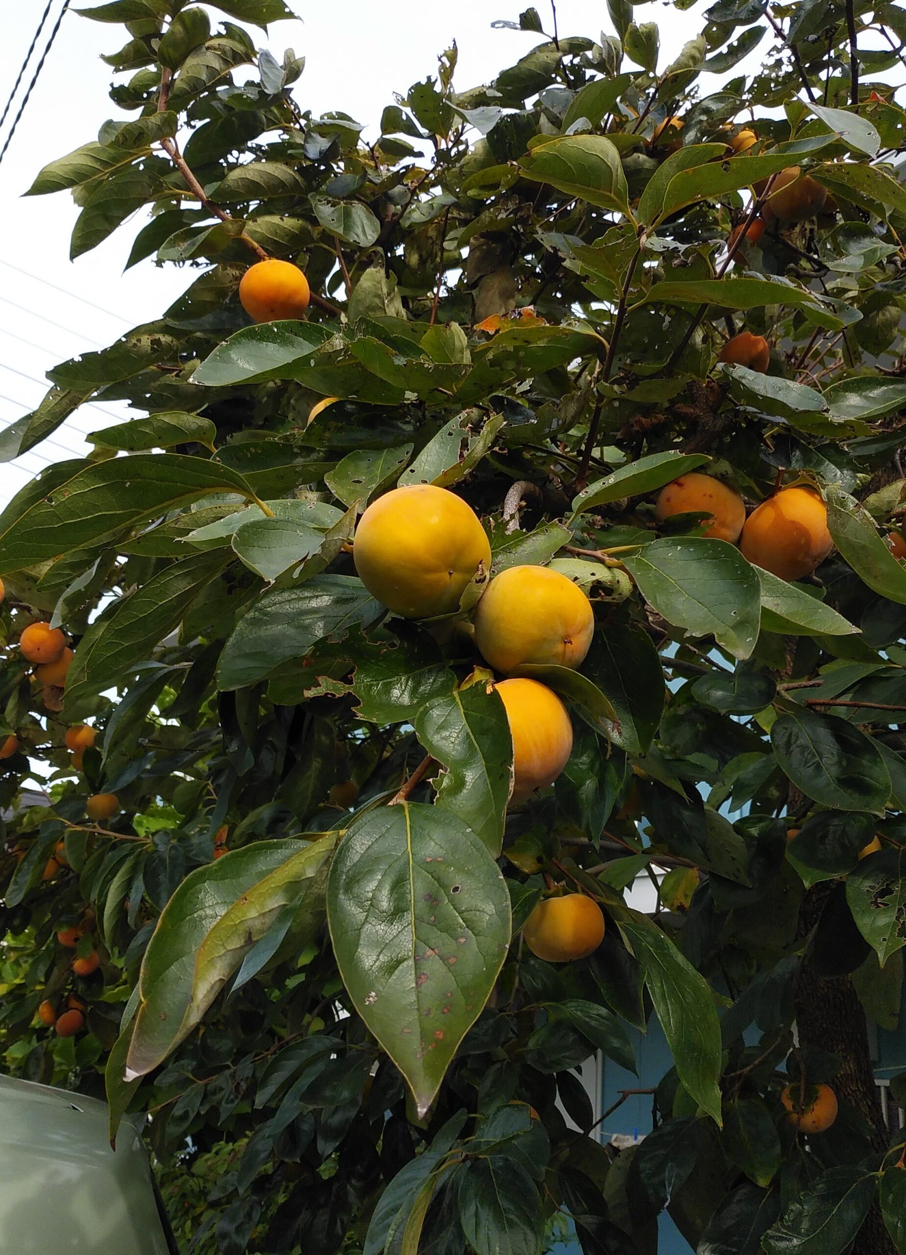 戸頭の秋だより｜薬局の向かいの「戸田医院」さんの柿の木が色づきました