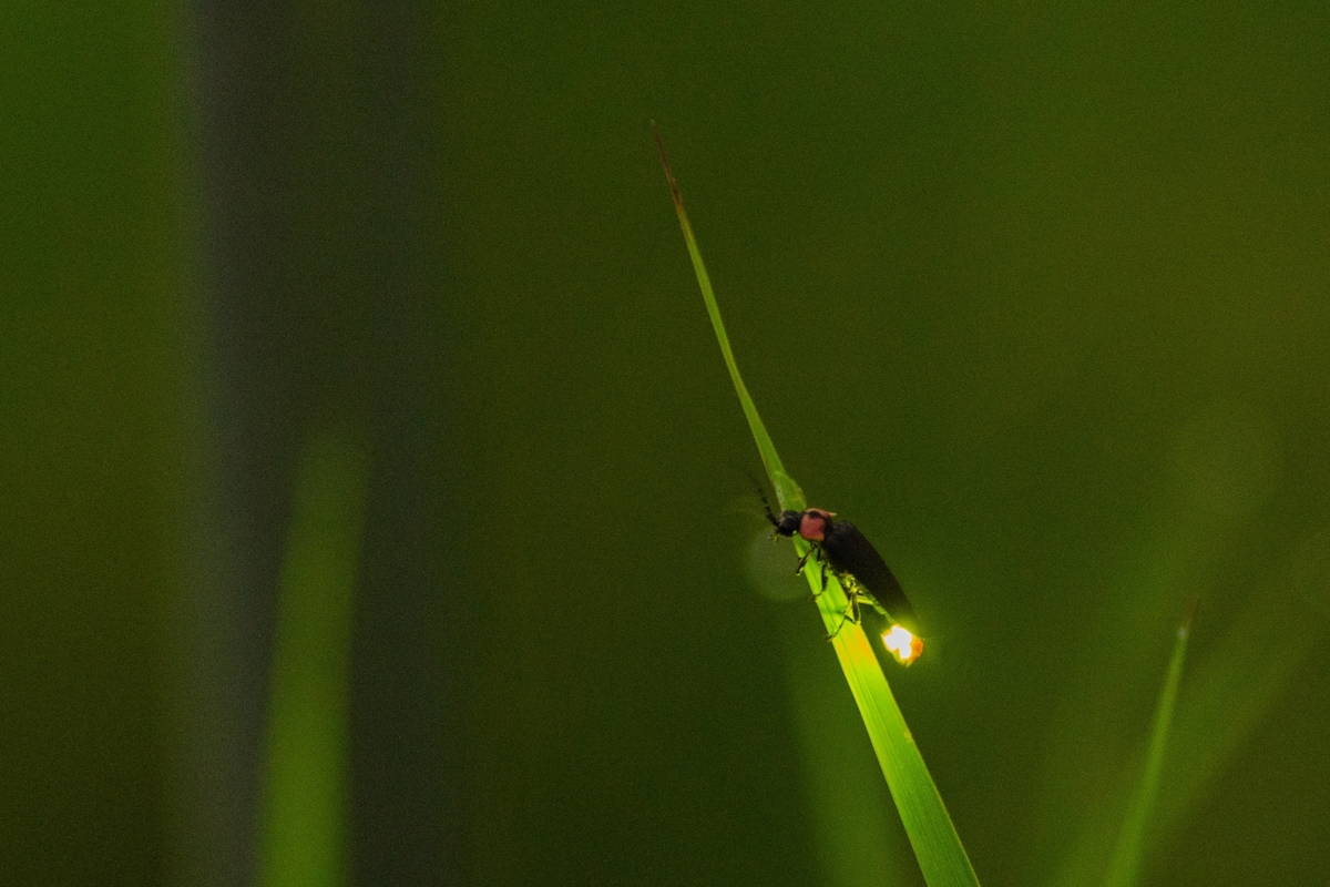 宮ノ前ふれあい公園の草むらを安全にお散歩！虫・植物によるかぶれの正しい対処方法とママへのアドバイス